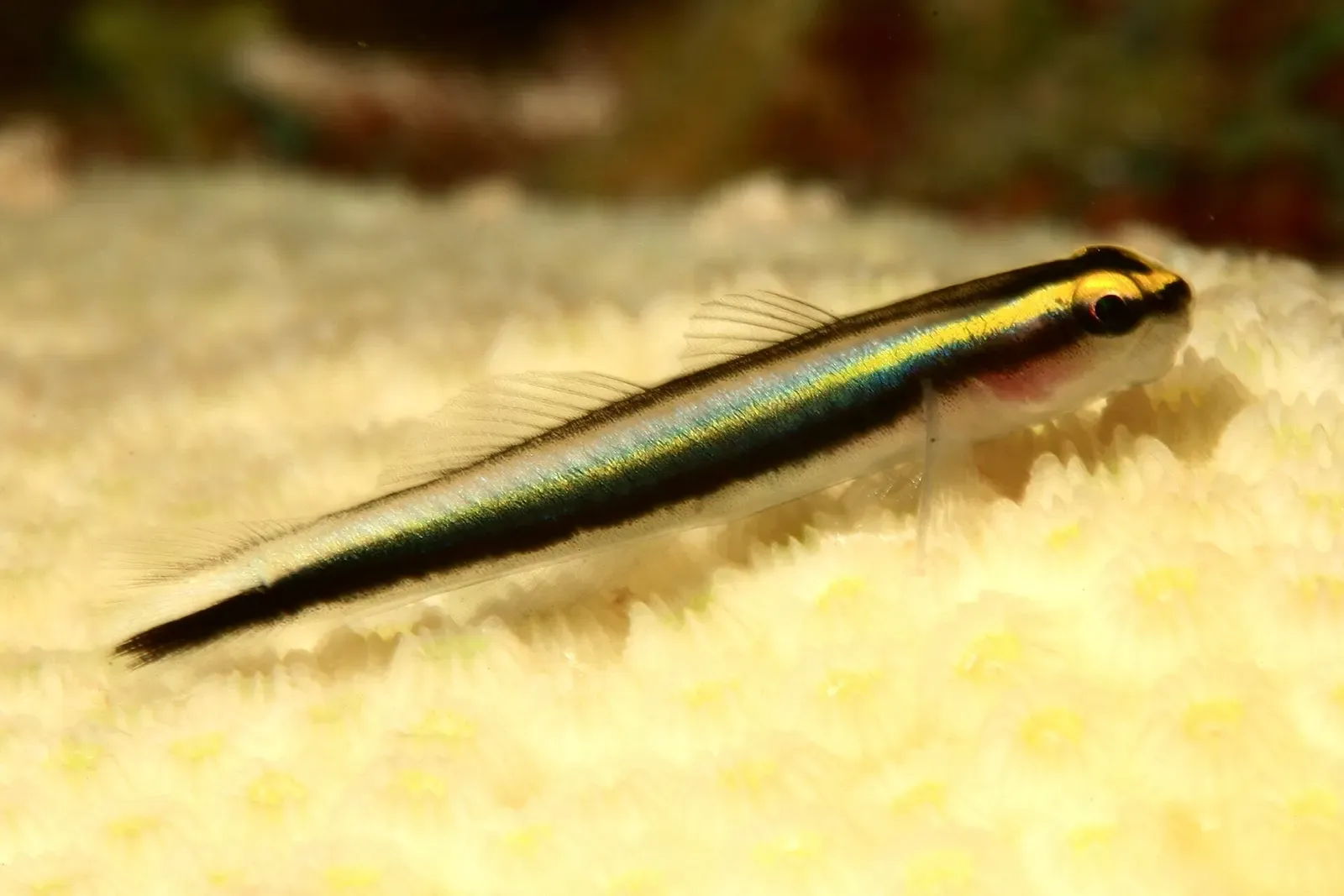 Sharknose goby perched on star coral on the Playa Kalki reef — Curaçao