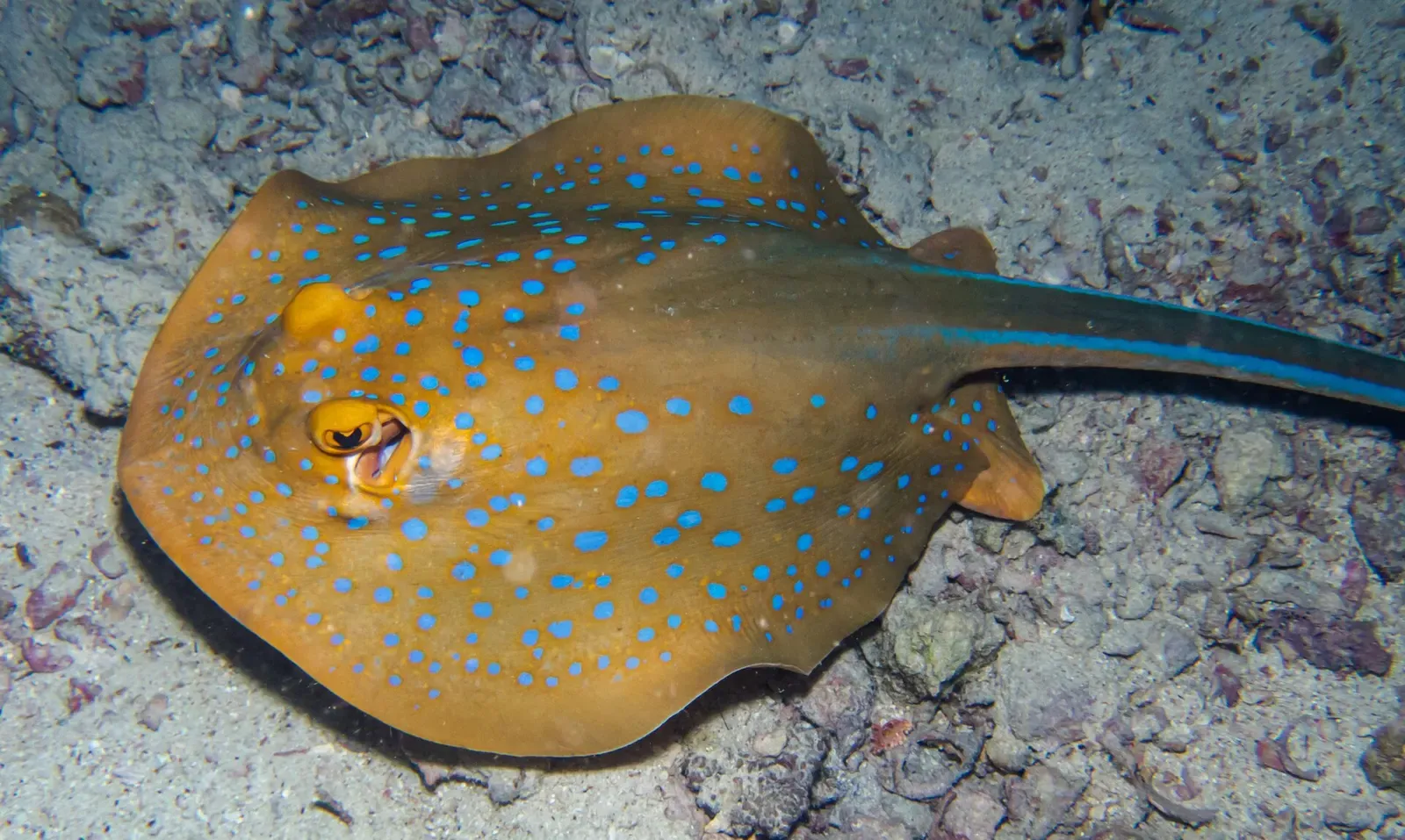 Bluespotted fantail ray resting on sand beside the wreck — HTMS Sattakut, Koh Tao