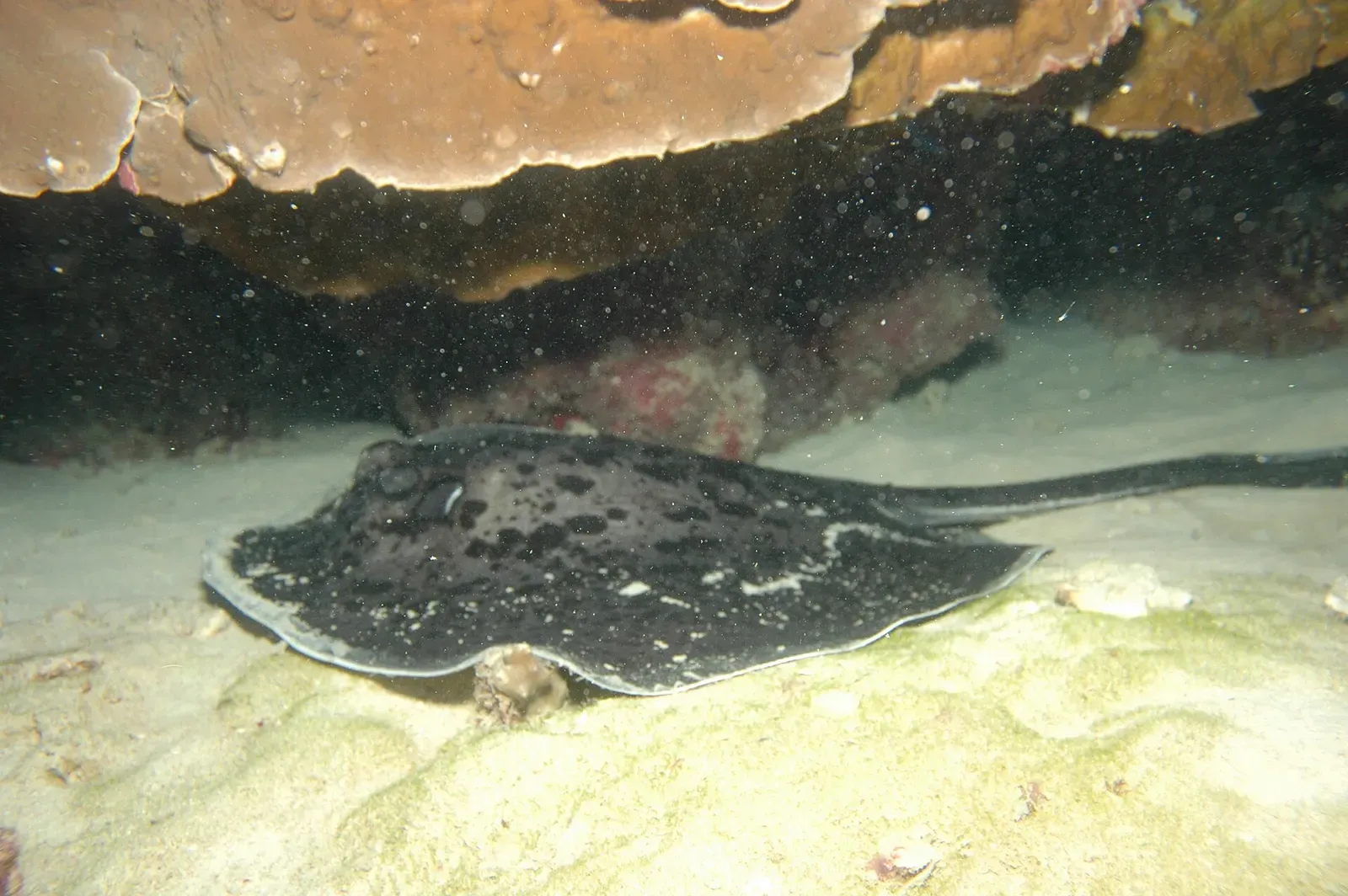 Blotched fantail ray resting on the sandy reef floor — Norman Reef, Great Barrier Reef