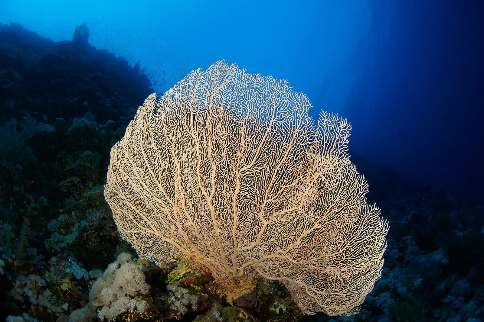 A large pale gorgonian sea fan spread open against blue water on the reef wall — Daedalus Reef, Brothers & Daedalus