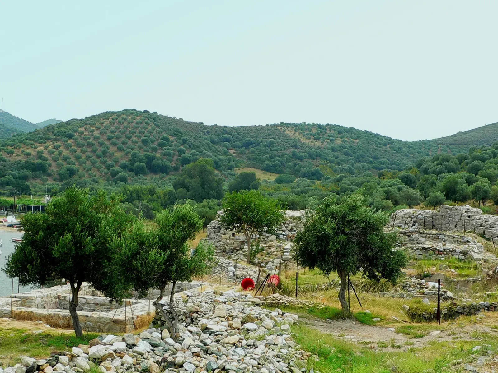 Olive trees among stone ruins with wooded hills behind Toroni