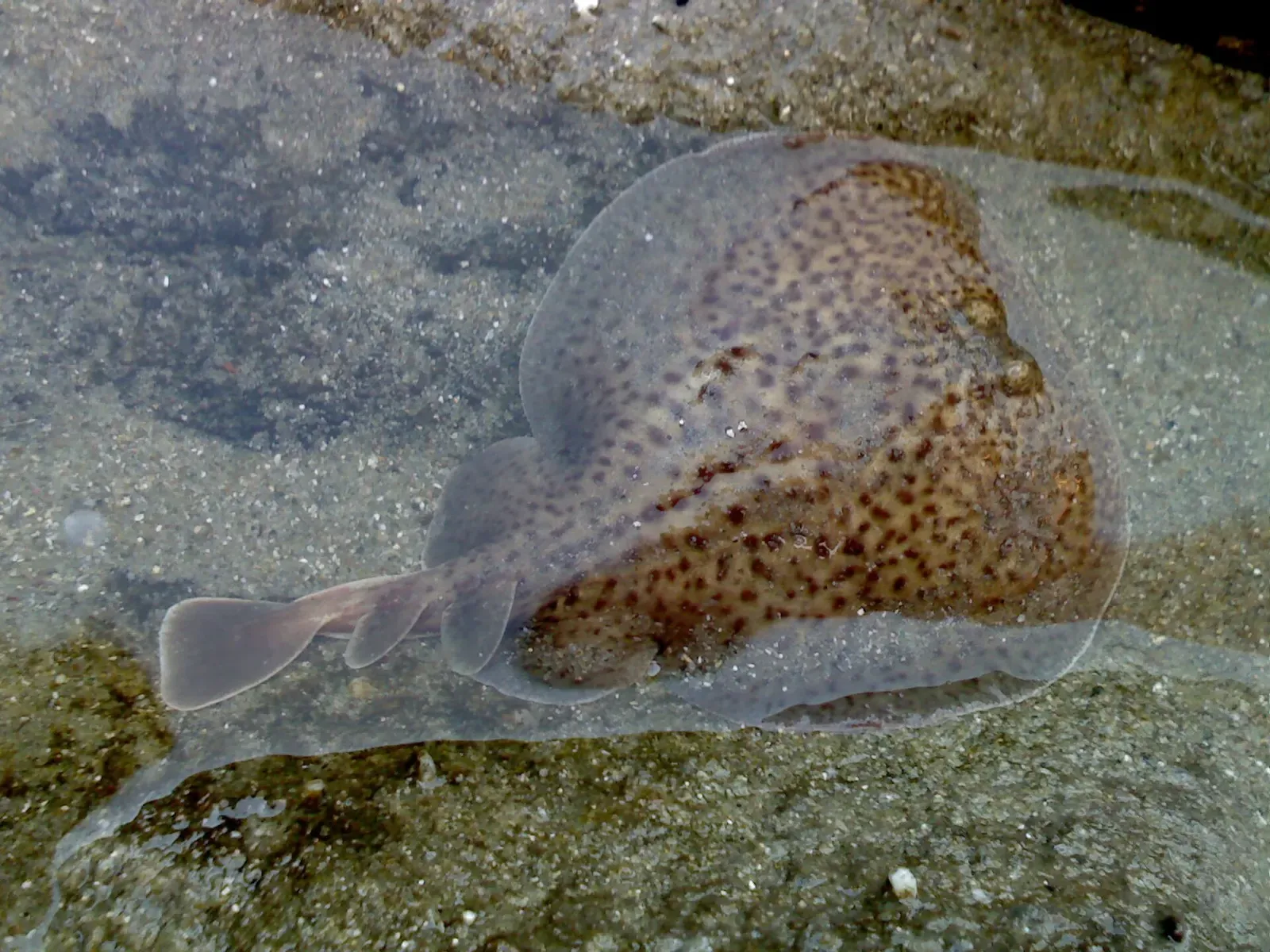 A marbled electric ray with brown mottling lying on sand off the Gallipoli peninsula — HMS Louis.