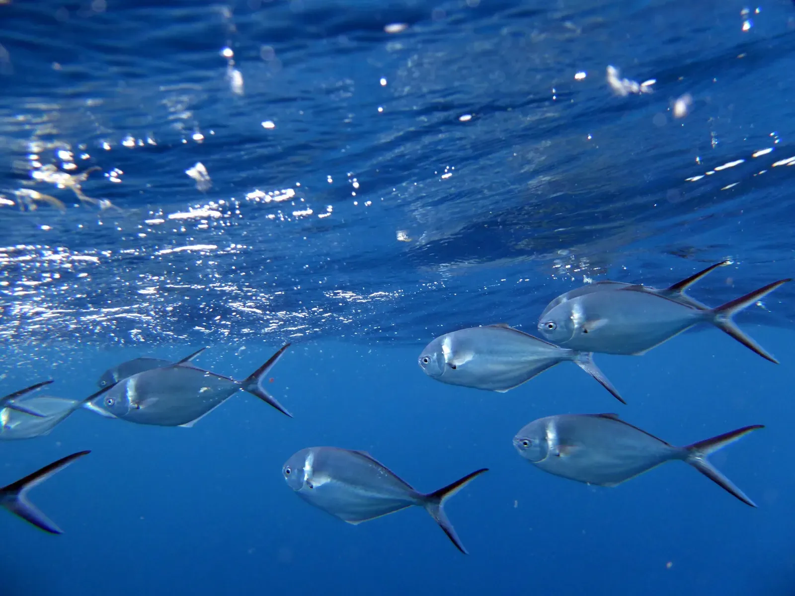 A small group of steel pompano swims under the rippled ocean surface — Galápagos.