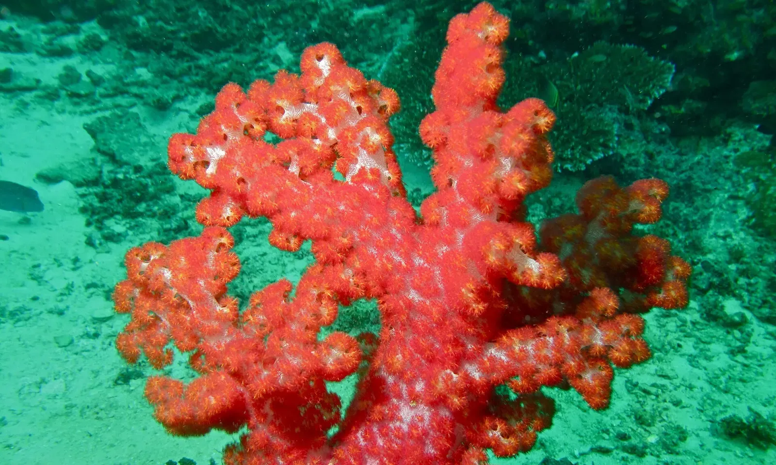 A cluster of vivid red soft tree coral on the reef wall at Barracuda Point — Sipadan.