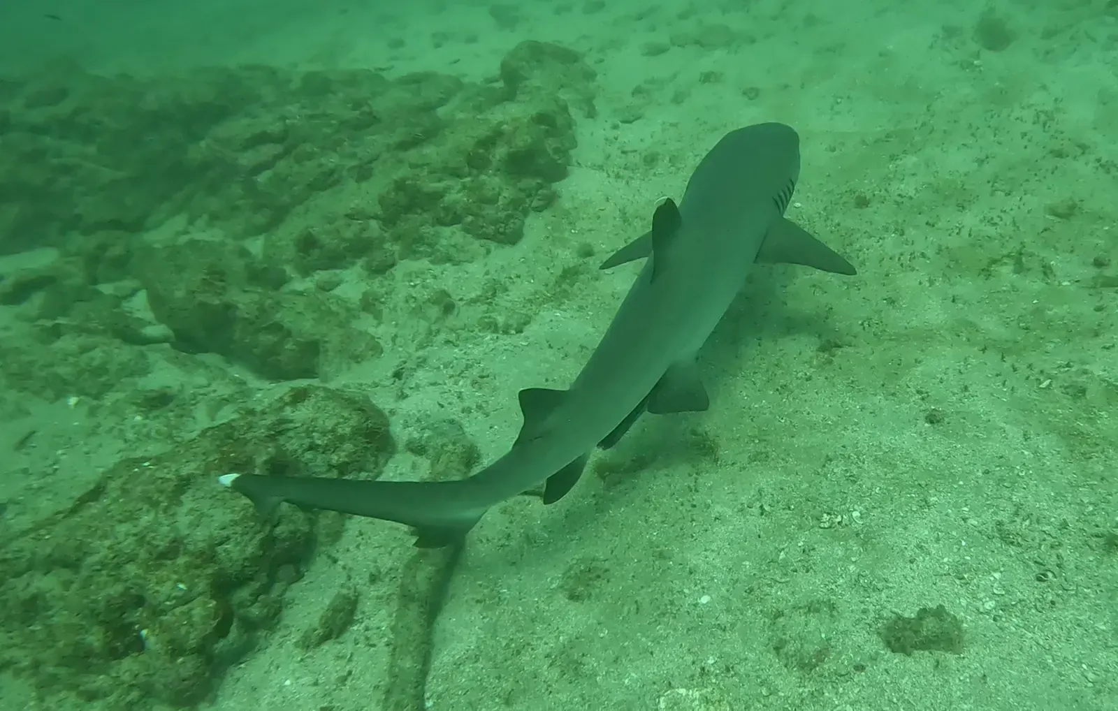 A whitetip reef shark seen from above, swimming over a rocky reef floor — Cueva del Tiburón, Isla del Caño.