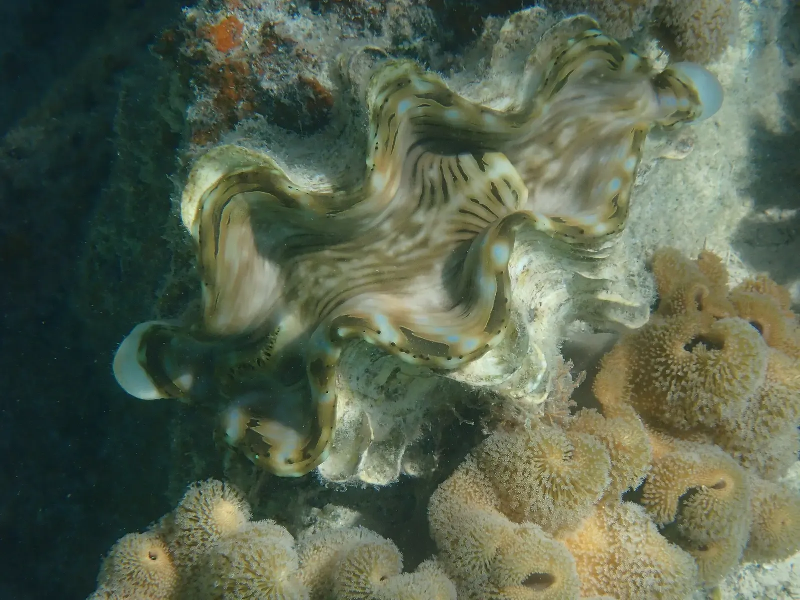 A giant clam with wavy, fluted shell edges sits open among tan sponges and corals — Savusavu & Natewa Bay