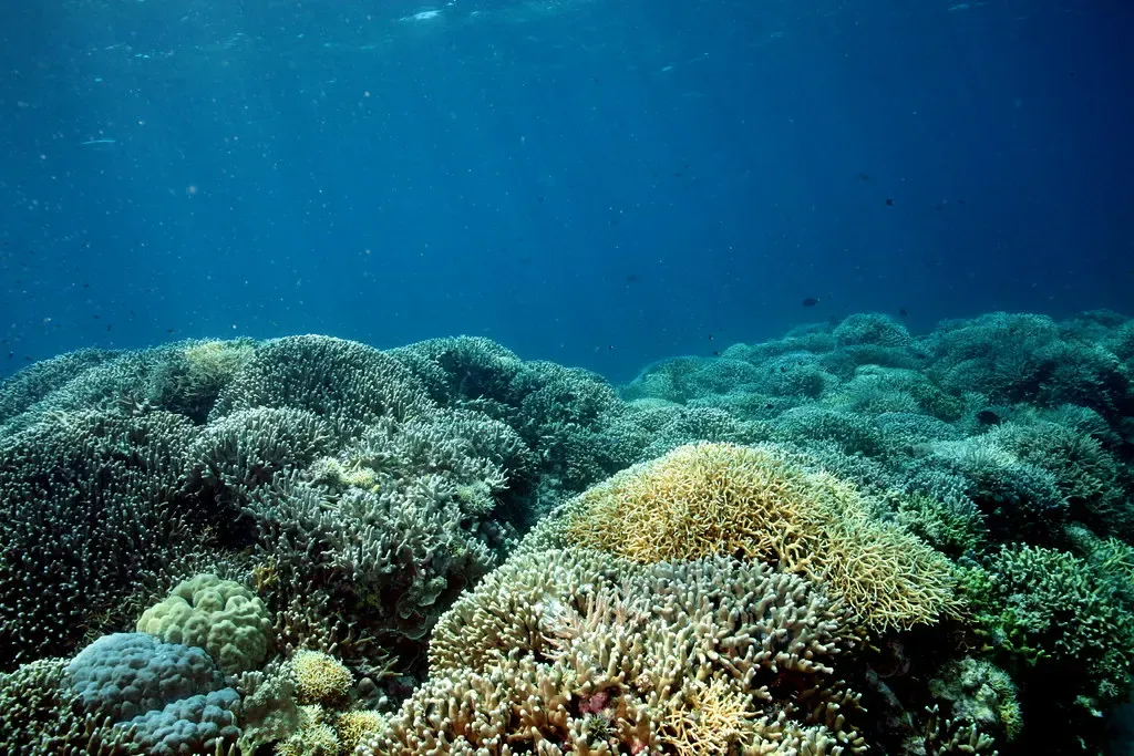 Mounds of elkhorn and staghorn coral spread across the reef top at Amos Rock — Tubbataha Reefs.
