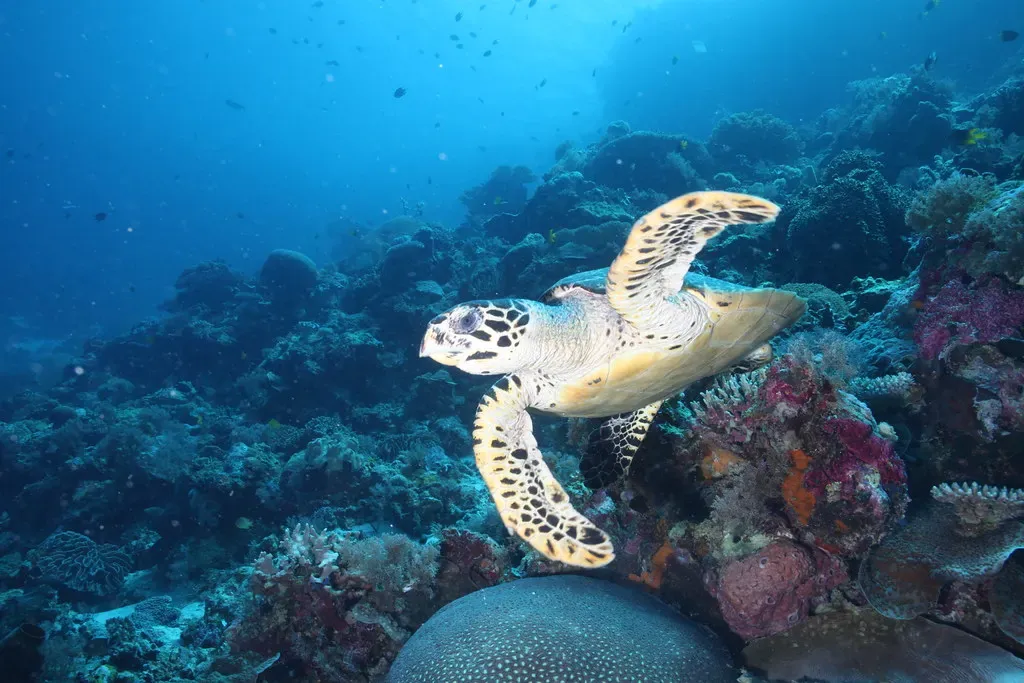 A hawksbill turtle gliding over a coral reef in clear blue water — Wakatobi