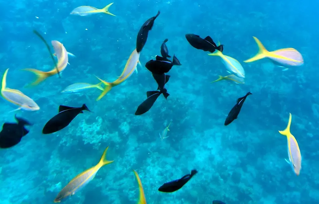 A mixed school of yellowtail snapper and black durgons swims over a Grand Turk reef — Turks & Caicos
