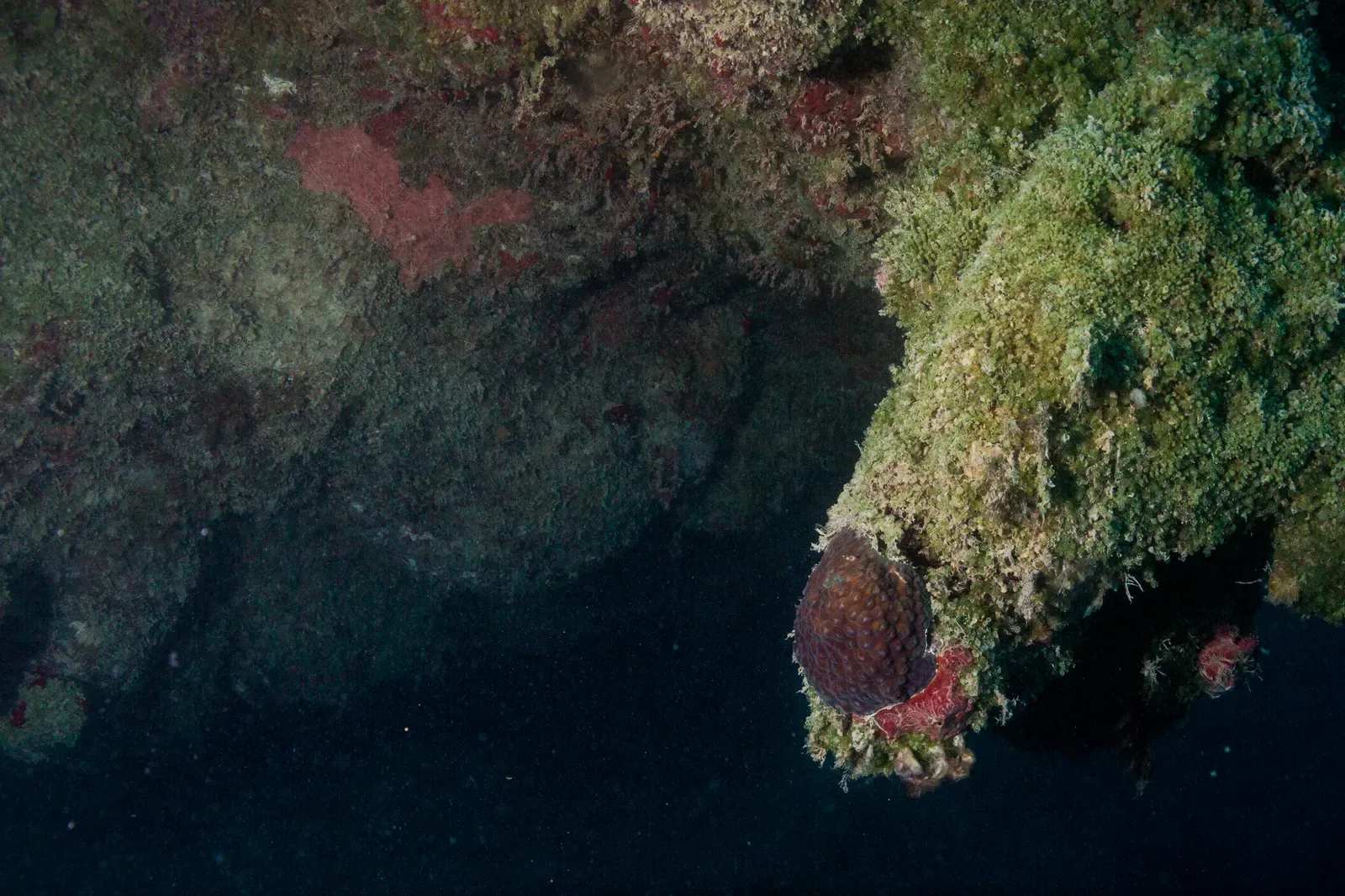 The shadowed underside of a coral overhang, with star coral on its lip, in the Abrolhos Archipelago
