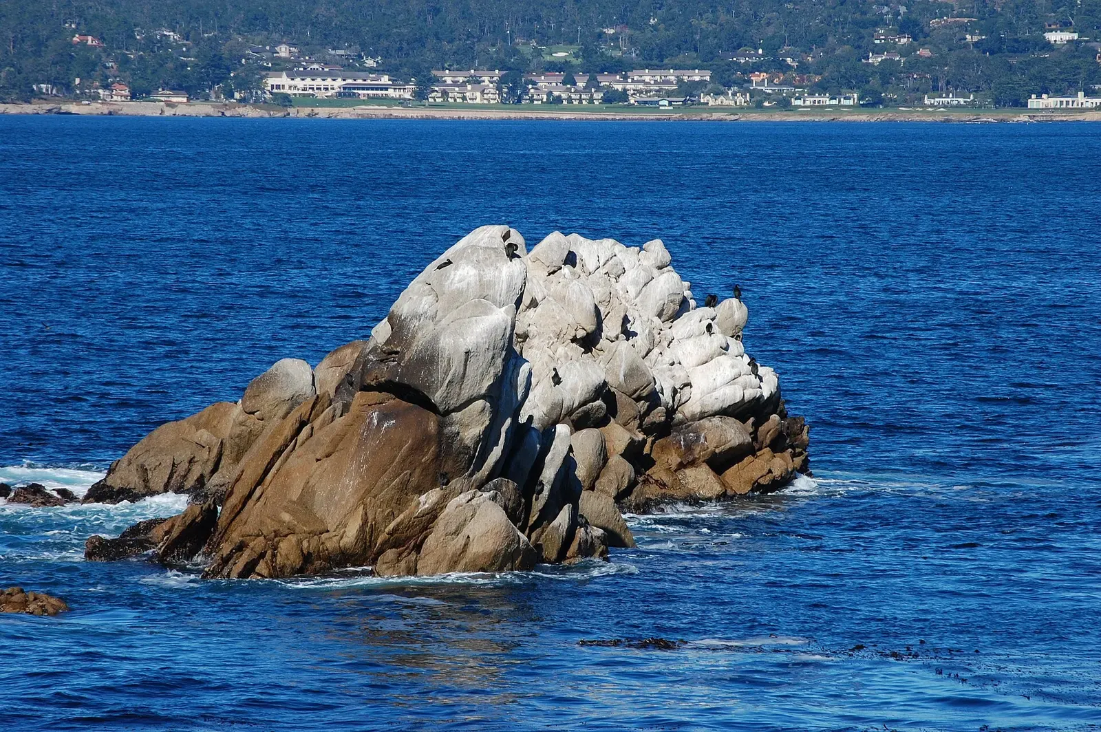 Seabirds perch on a granite sea stack rising from the water near Whalers Cove — Point Lobos.