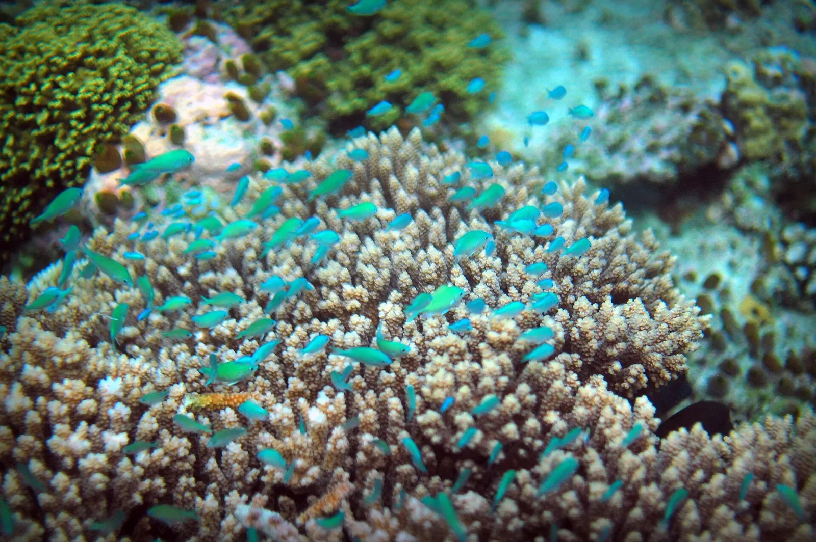 A school of blue-green chromis schooling above branching coral