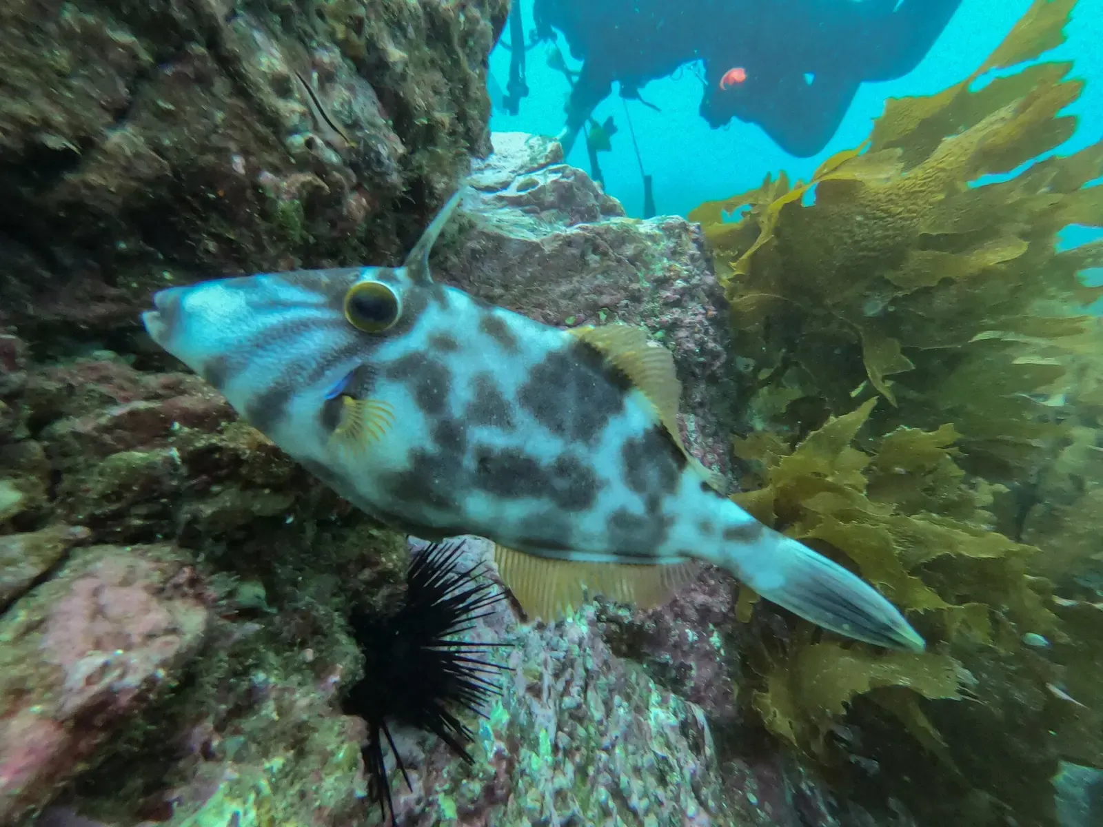 Velvet leatherjacket fish resting among kelp at Deep Water Cove — Bay of Islands
