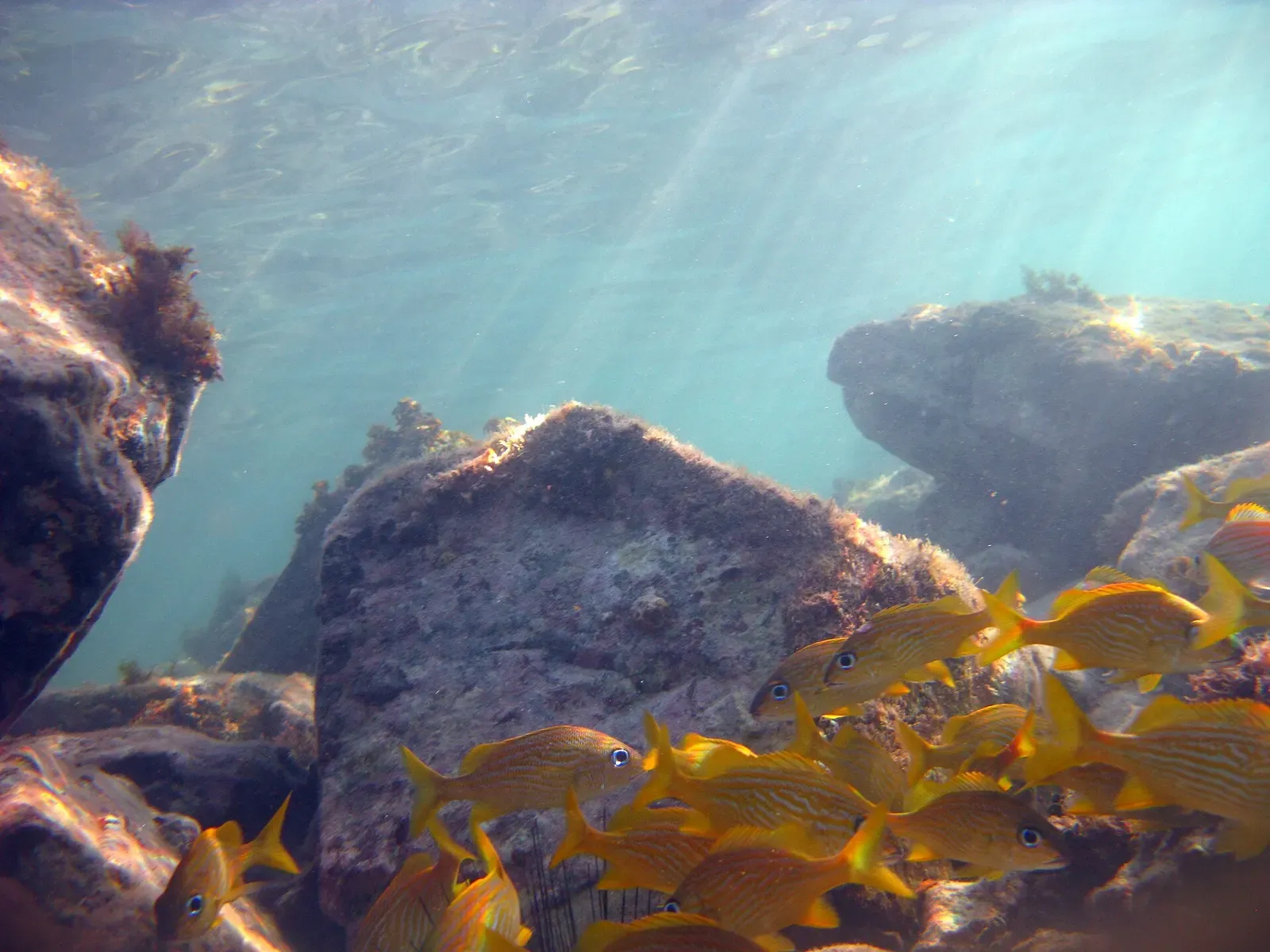 A school of yellow-striped grunts sheltering beside a rock in clear, sunlit shallow water — Vieques