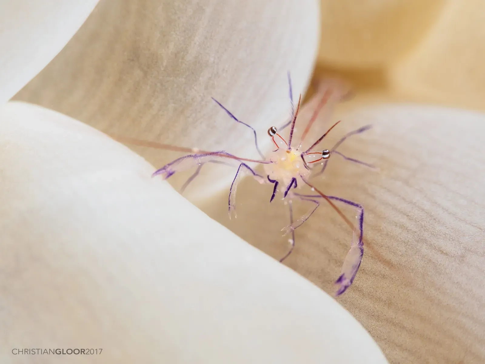 Translucent commensal shrimp with long purple legs on a bubble coral — House Reef, Wakatobi