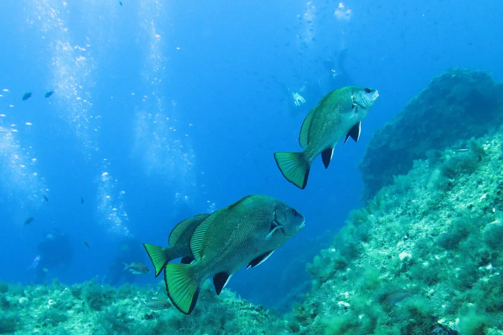 Two brown meagre swim over algae-covered rocks in the Gabiniere reserve — Port-Cros