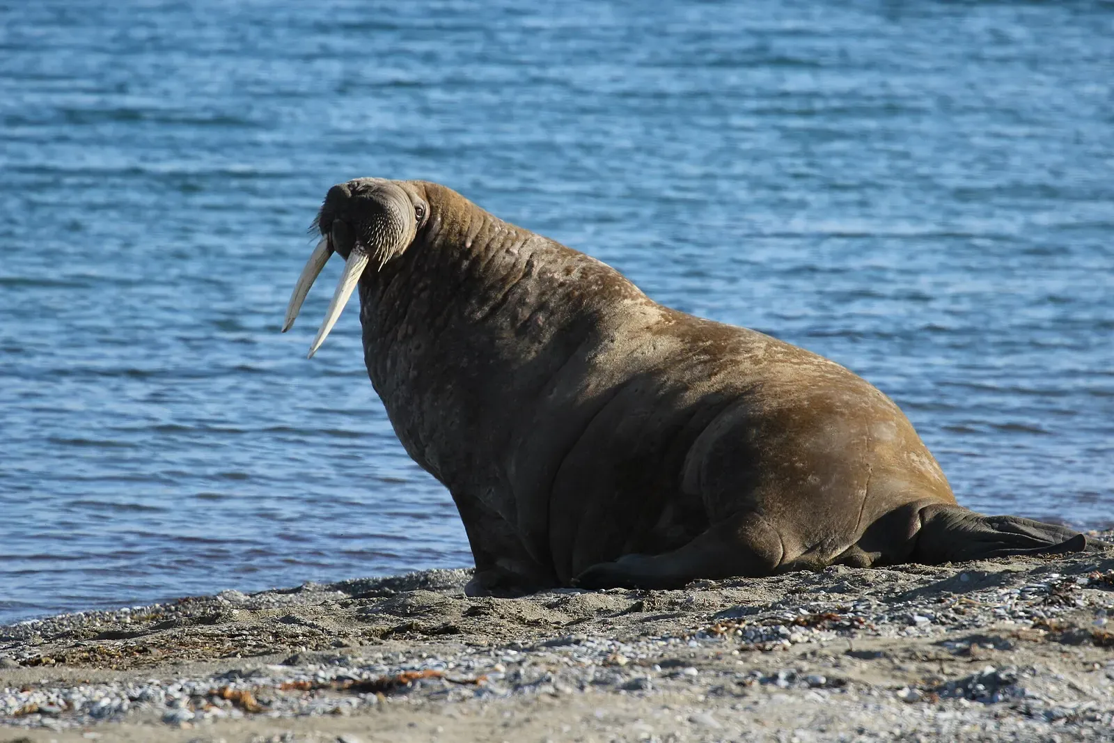 A large walrus rears up on the beach at Poolepynten, tusks catching the low Arctic light — Svalbard.