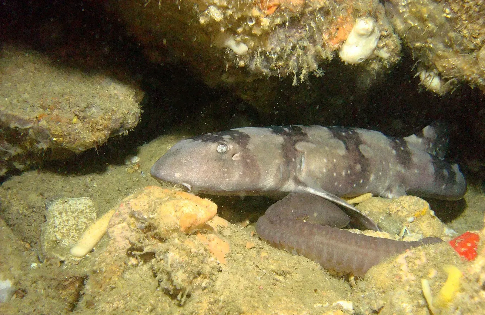 Whitespotted bamboo shark resting on the reef bottom at Gato Island — Malapascua