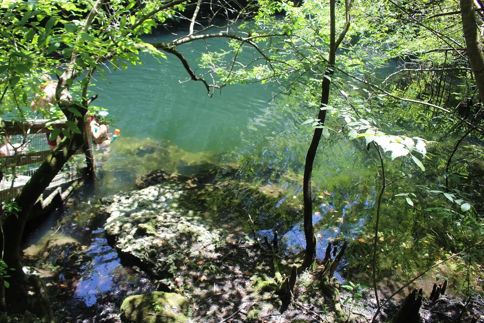 Teal spring water at Orange Grove Sink framed by overhanging trees, with a diver visible at the water's edge — Peacock Springs, North Florida Springs