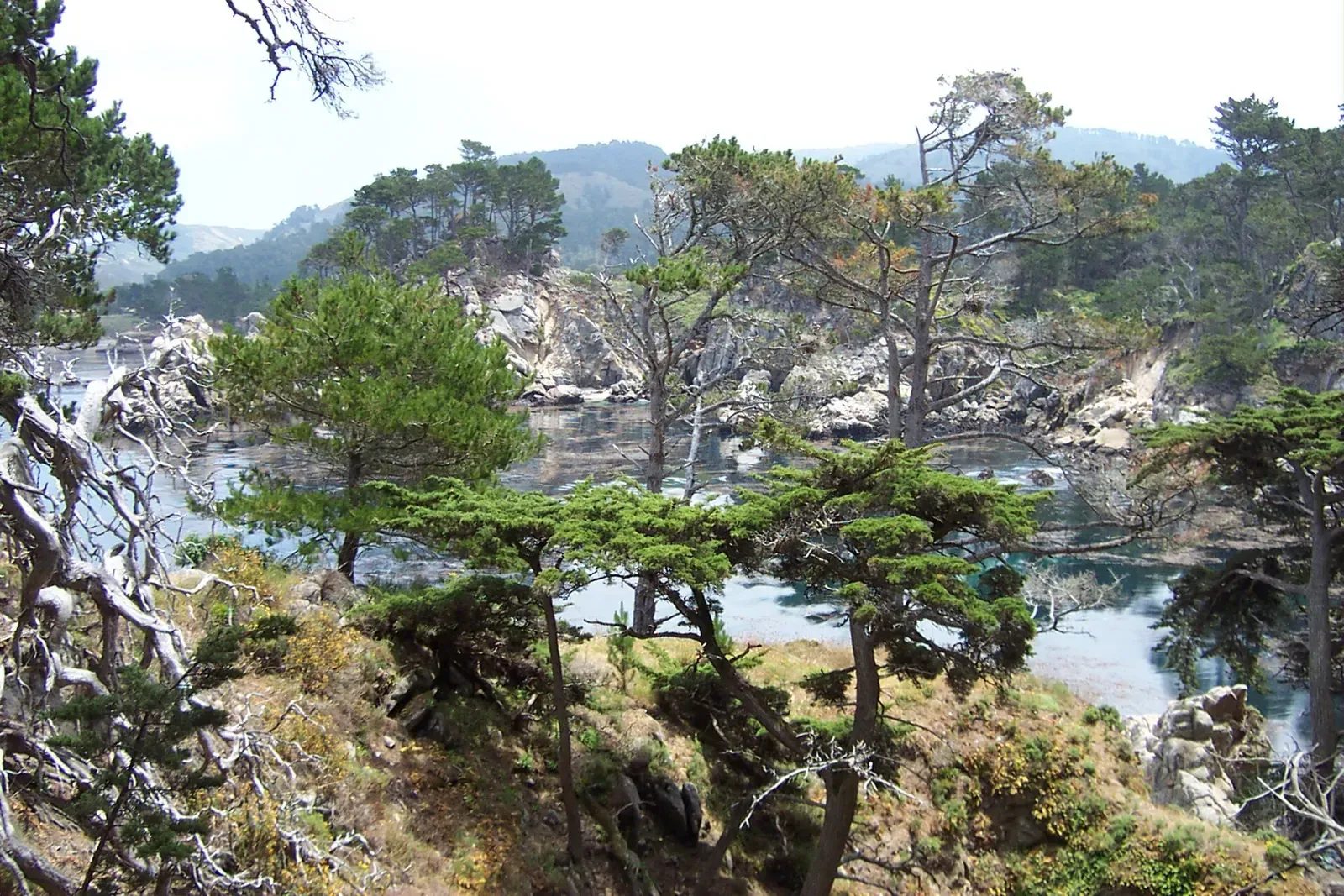 Wind-bent cypress trees frame the calm turquoise water of Whalers Cove seen from the bluff above — Monterey Bay