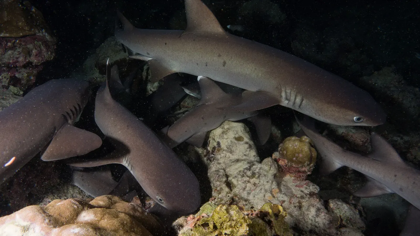 A group of whitetip reef sharks rests together in a rocky crevice at night — Cocos Island.