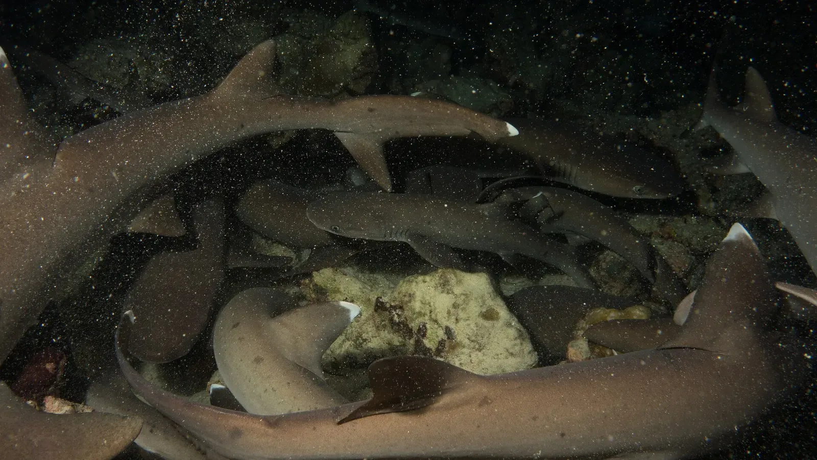 Several whitetip reef sharks resting stacked together under a rock ledge — Dos Amigos Grande, Cocos Island