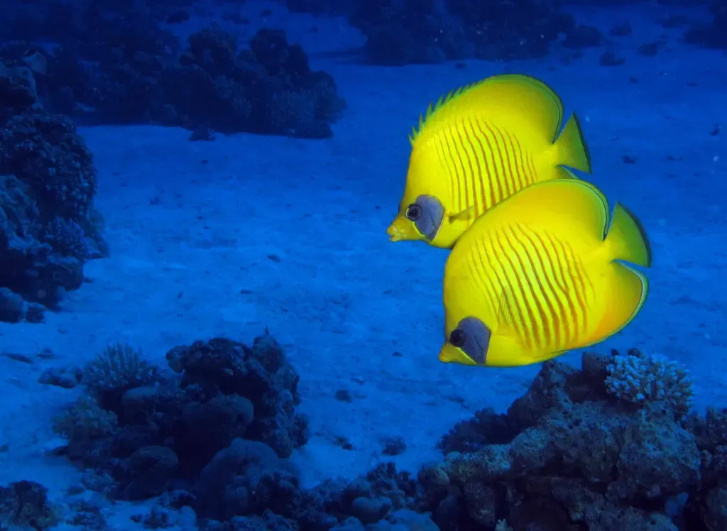 A pair of yellow masked butterflyfish swimming over open water at Gota Abu Ramada — Hurghada & El Gouna
