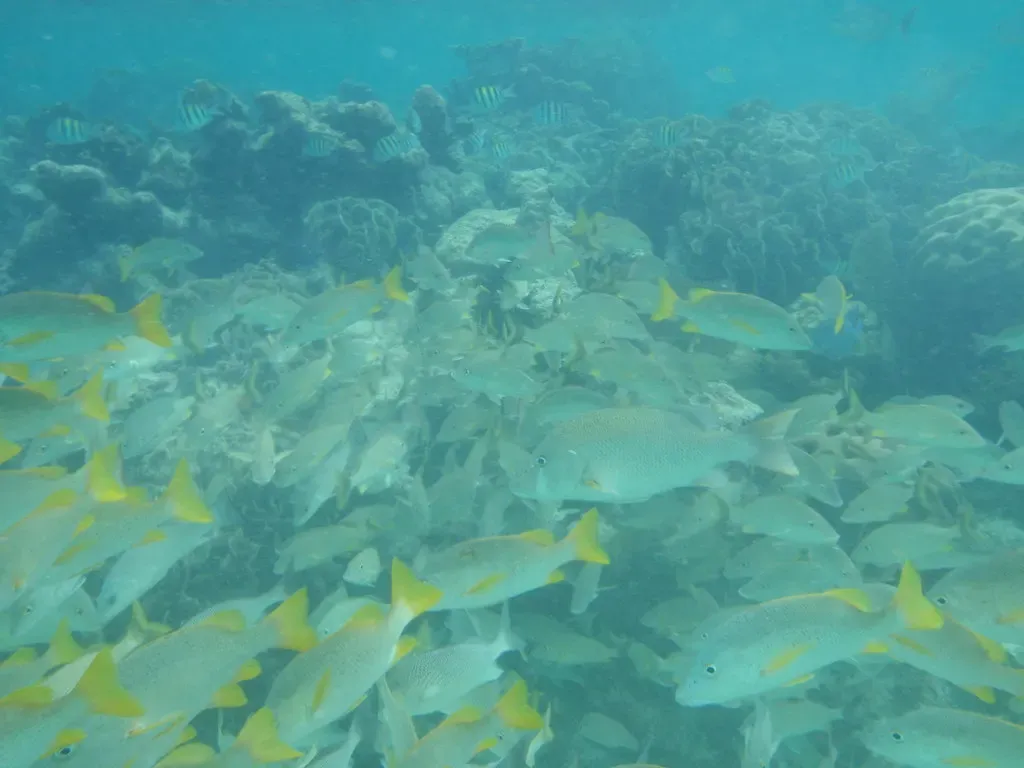 A dense school of yellowtail snapper fills the water over a coral reef in Belize — Belize Barrier Reef