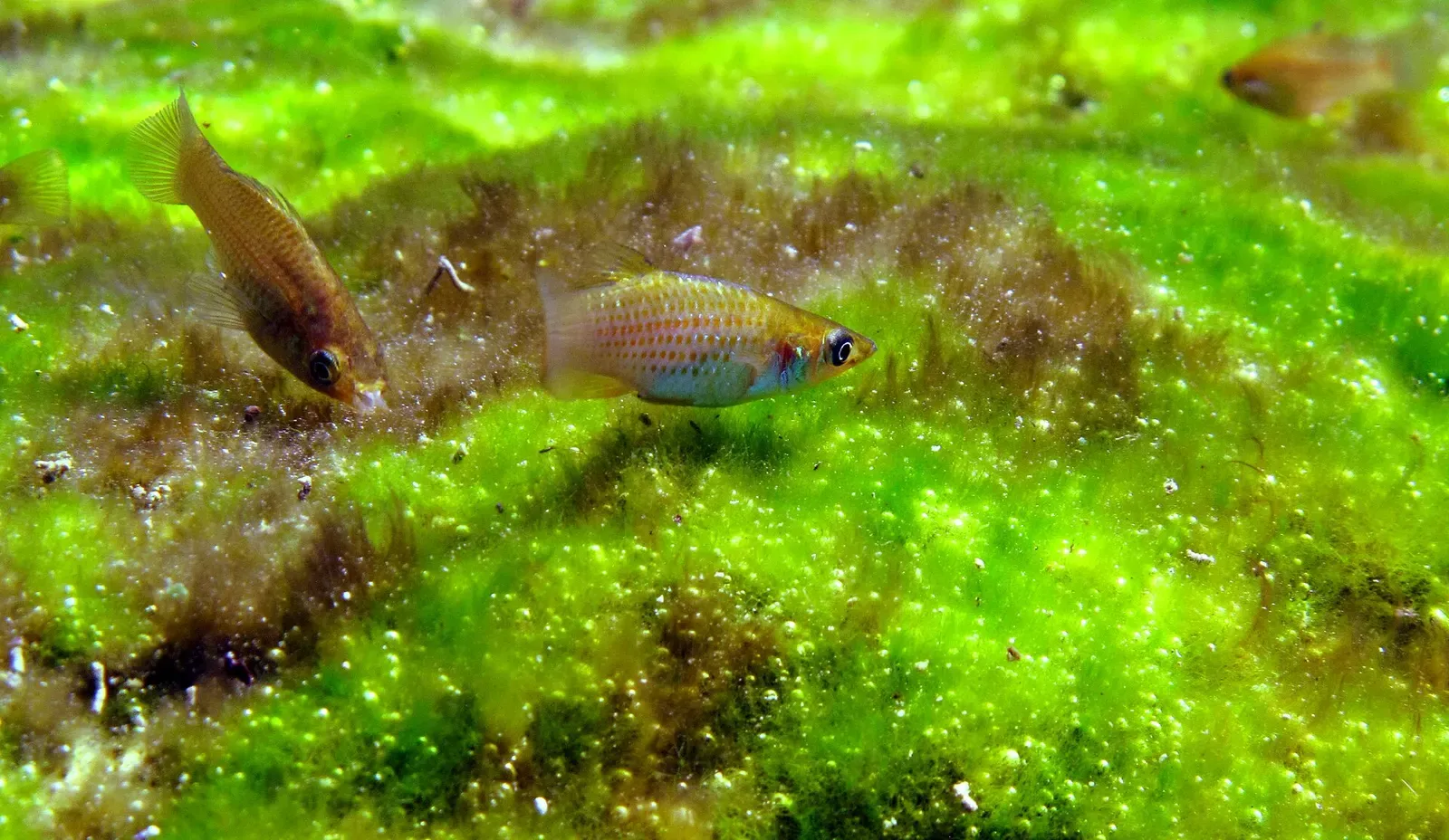 Small Yucatán gambusia fish over bright green algae in shallow water