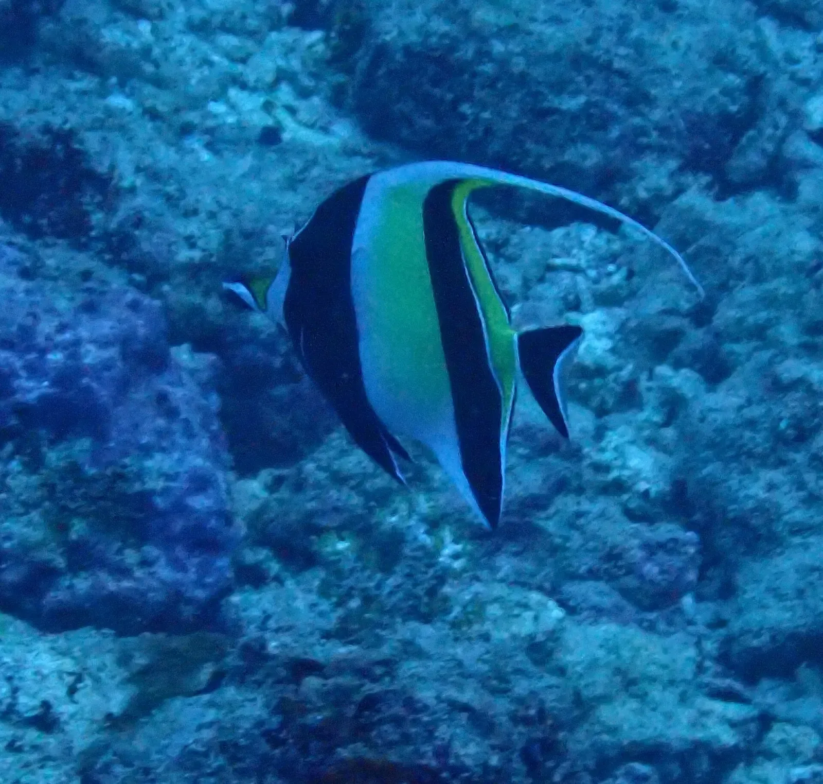 A Moorish idol with black, white and yellow bands and a long trailing dorsal fin over rocky reef — New Ireland & Kavieng