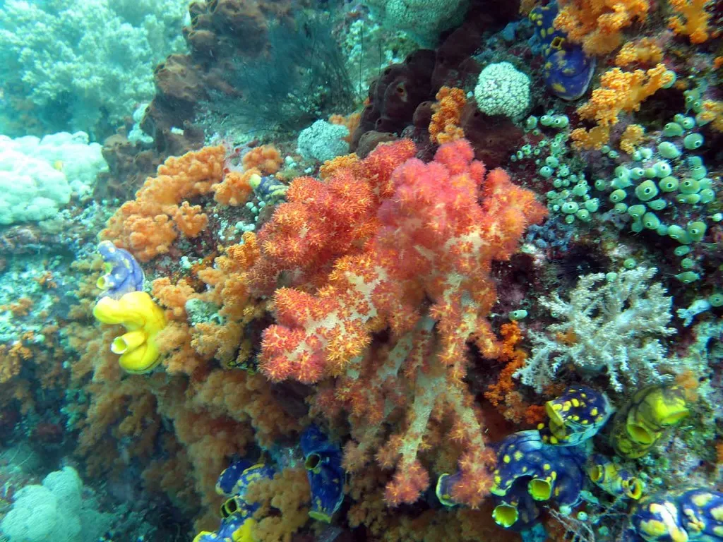 A dense reef slope crowded with orange and red soft corals, sponges, and giant clams — Raja Ampat.