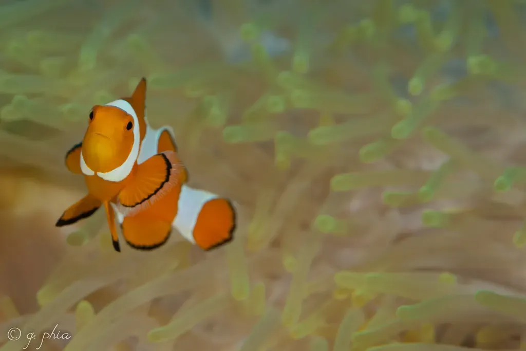 Orange and white clownfish peers out from among an anemone's tentacles — Roma, Wakatobi
