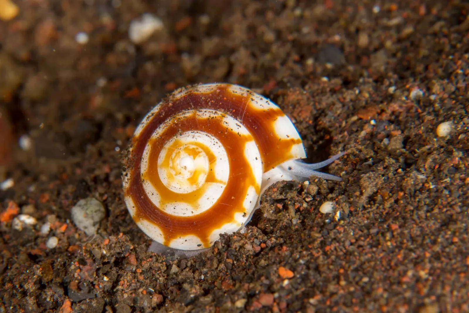 Spiral-shelled sundial sea snail with striped brown and white shell on sand — Seraya Secrets, Tulamben