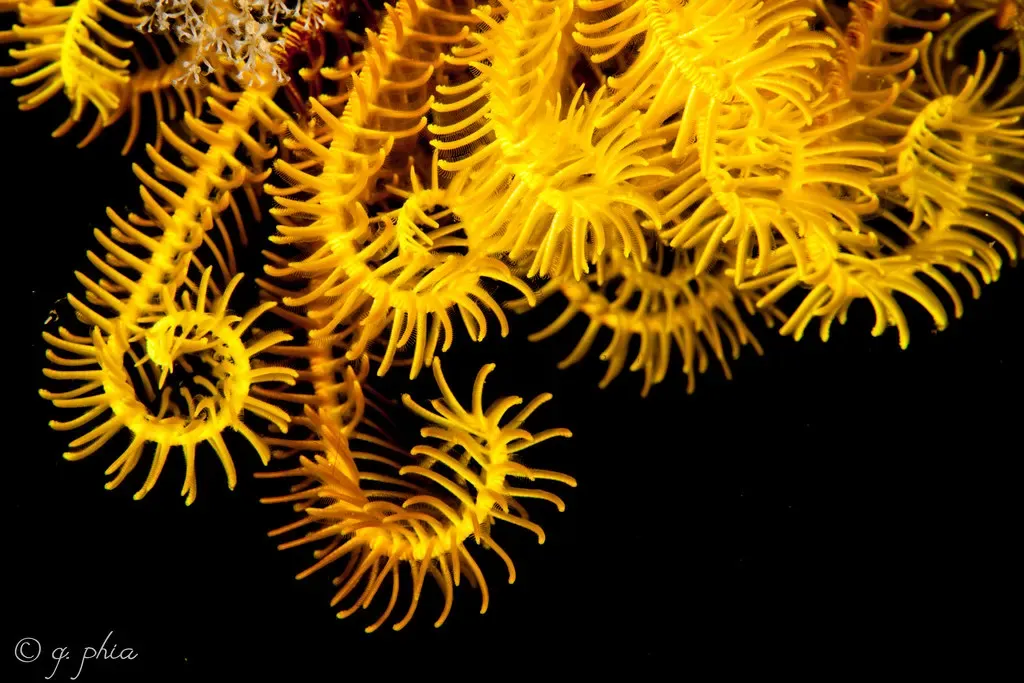 Bright yellow crinoid arms curl outward against a dark background — Mellow Yellow, Bligh Water.