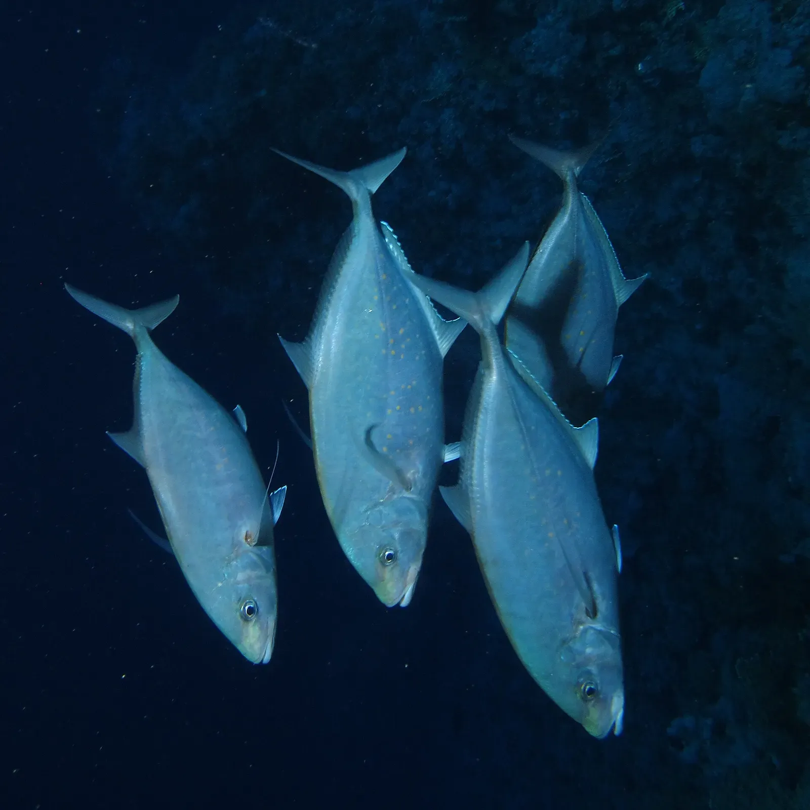 Small school of herring scad swimming down the reef slope at Elphinstone — Elphinstone Reef, Marsa Alam