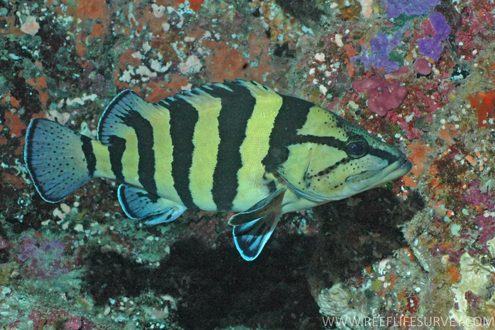 Yellowbanded wirrah resting on a rocky reef ledge — Balls Pyramid, Lord Howe Island
