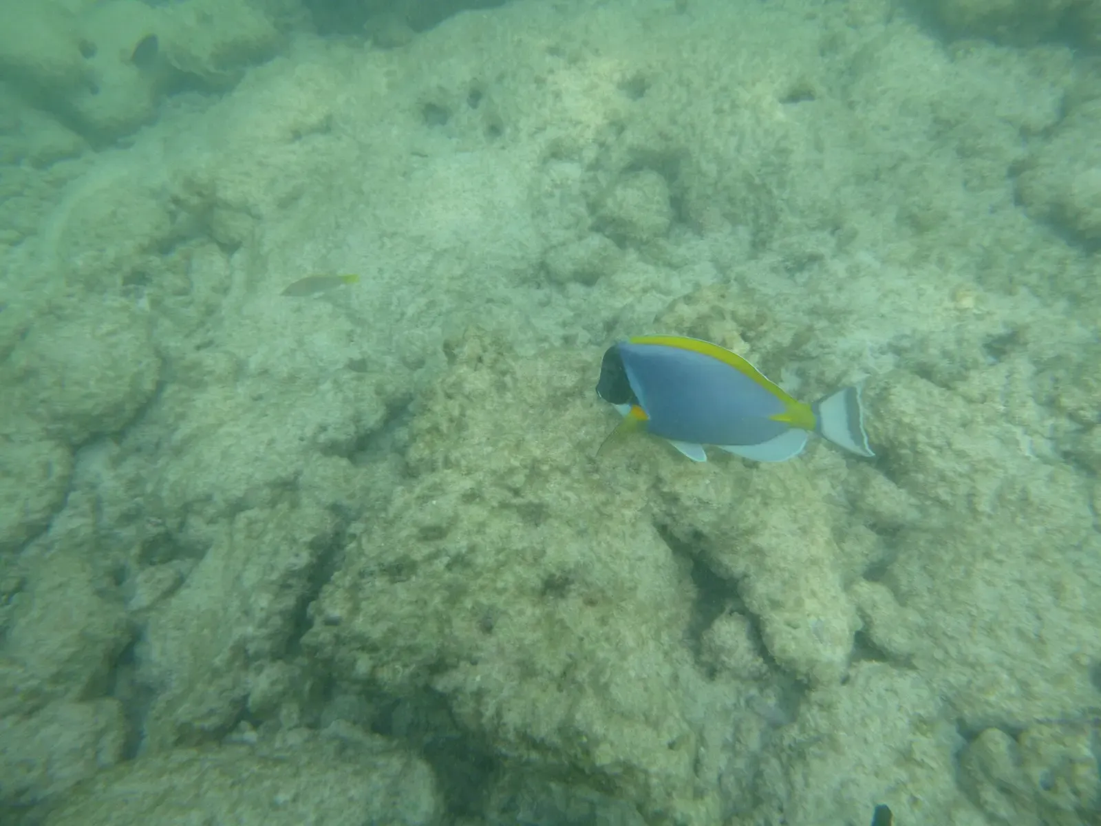 Powder blue tang swimming low over a rocky, sand-dusted reef bottom — Dhonfanu Thila, Baa Atoll & Hanifaru
