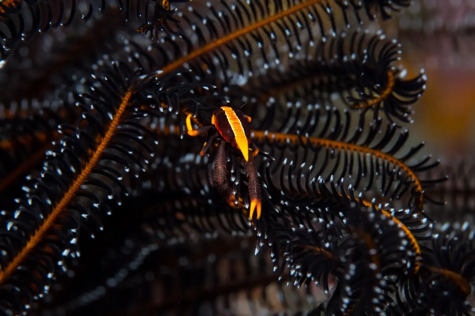 Orange squat lobster nestled among the black arms of a feather star crinoid — Kimbe Bay