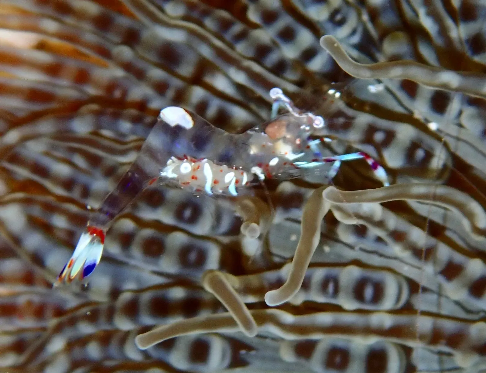 Translucent anemone shrimp with blue-tipped claws camouflaged among striped tentacles — Bangka Island