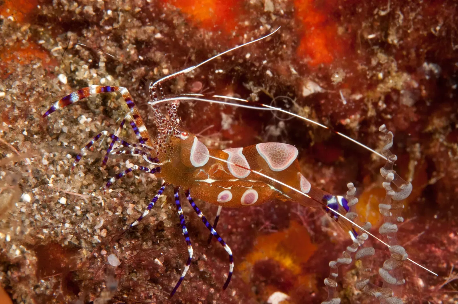 A translucent shrimp with white spots and blue-and-white banded legs on red and orange reef — St. Vincent