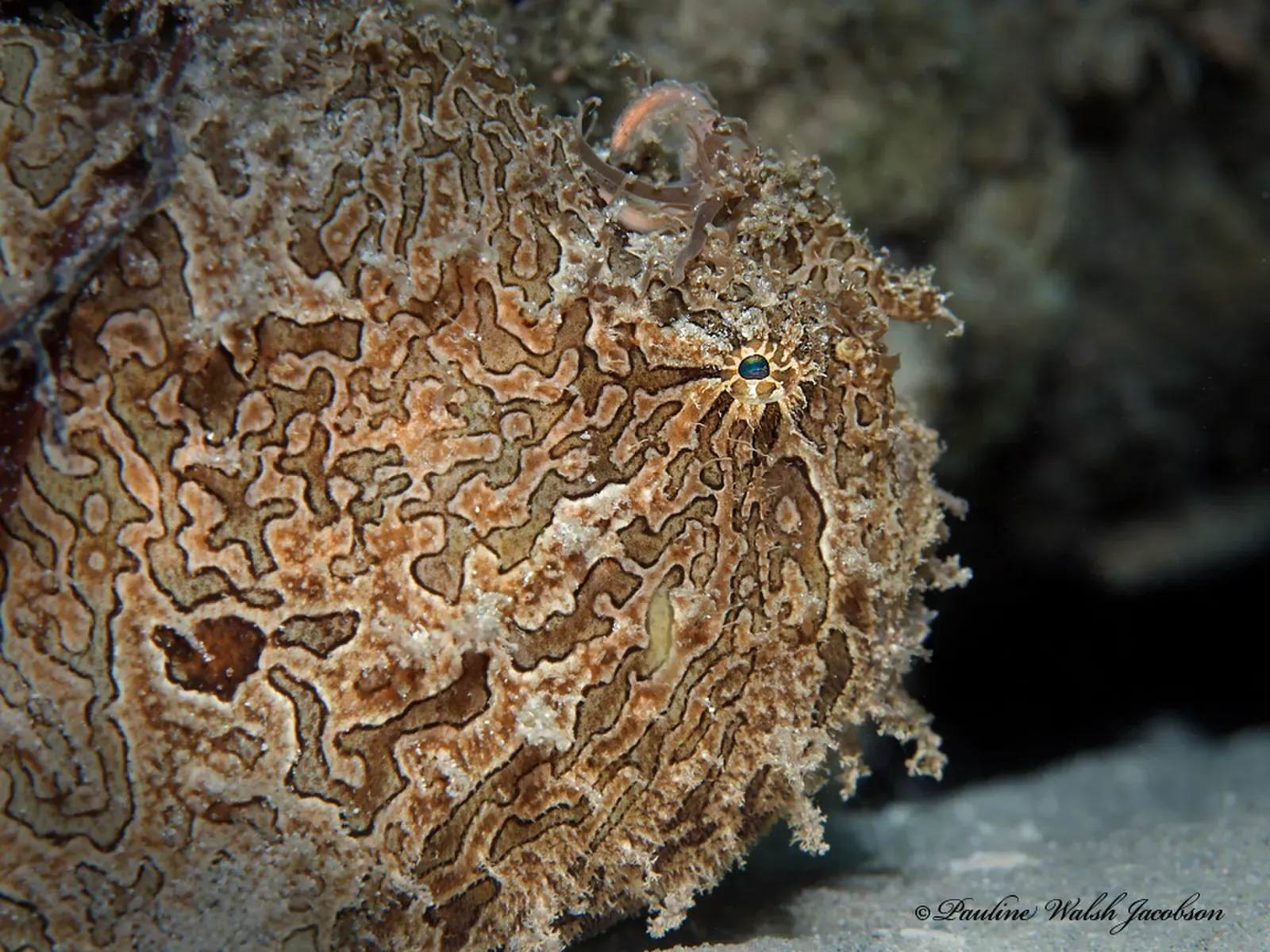 A second mottled frogfish with a visible lure resting on the bottom — Snorkel Trail, Blue Heron Bridge