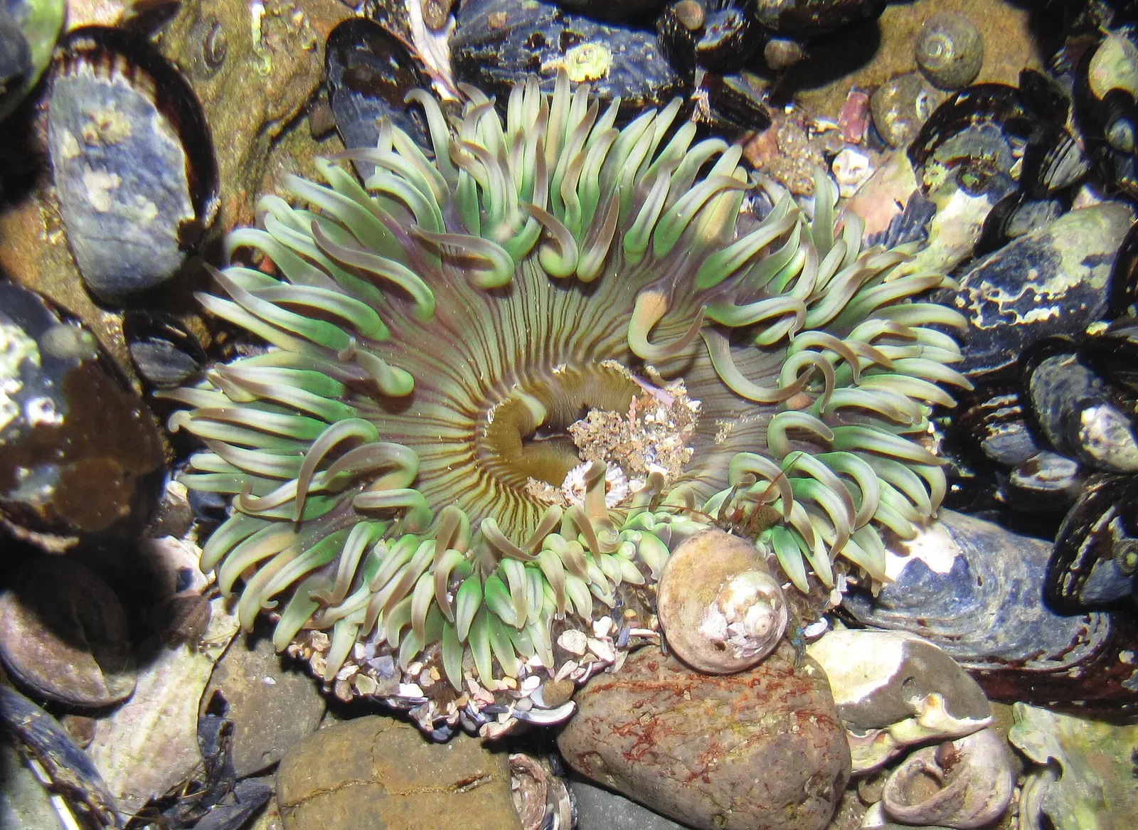 Green aggregating anemone open in a shallow tide pool among shells and pebbles — Laguna Beach, Dana Point & Newport Beach