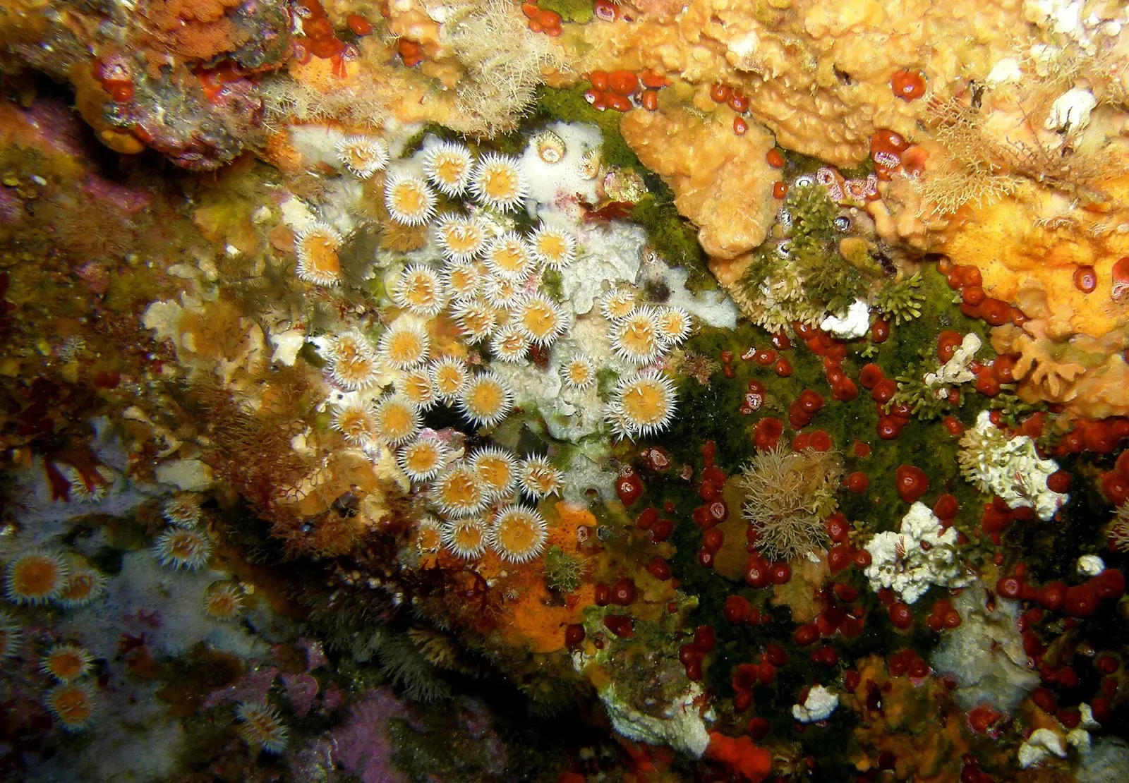 Anemones and encrusting sponges covering the submerged rock walls inside Rikoriko Cave — Poor Knights Islands.