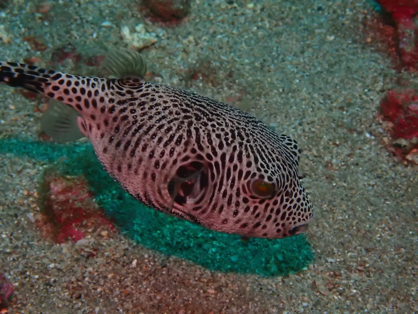 A pink pufferfish covered in dense black spots rests on sand beside green and red growth — Longdong & Northeast Coast