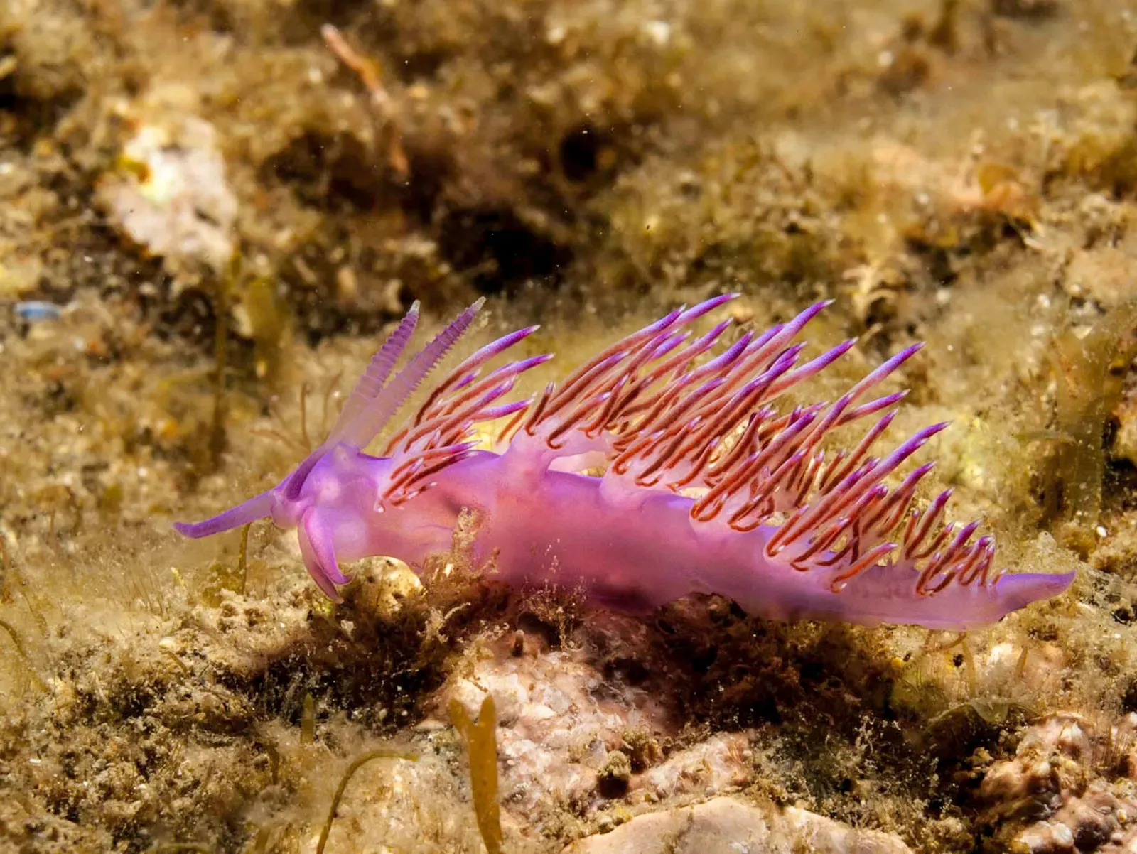 Pink nudibranch Flabellina affinis crawling over rock at Banyuls-sur-Mer.