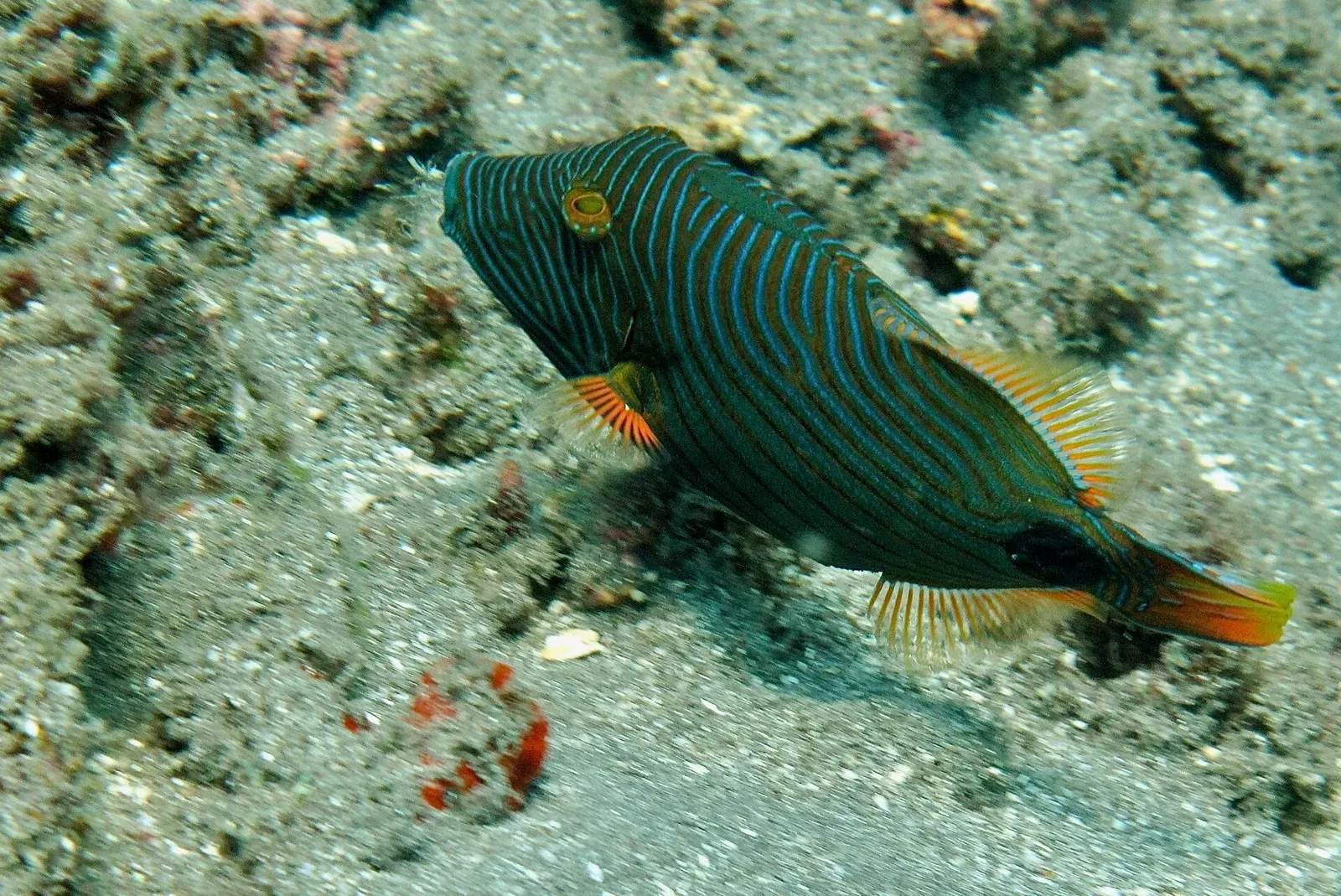 One dark green triggerfish with fine orange stripes and an orange tail over a sandy reef — Amed.