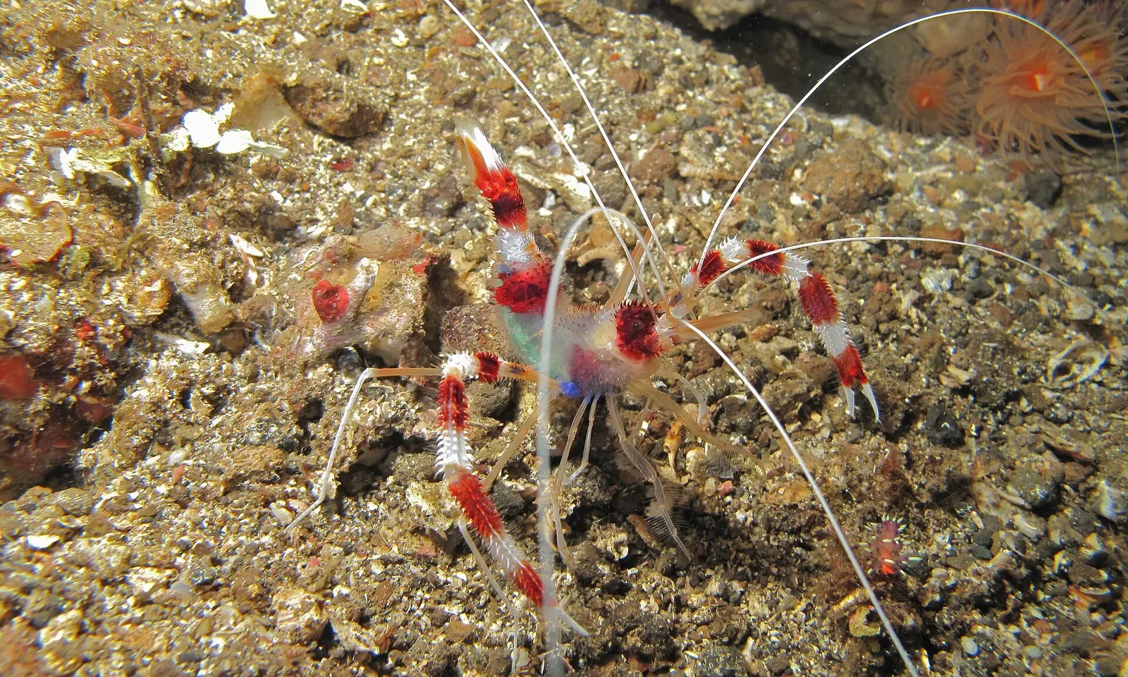A red and white banded boxer shrimp perches on the reef with long antennae — Nudi Falls, Lembeh Strait.
