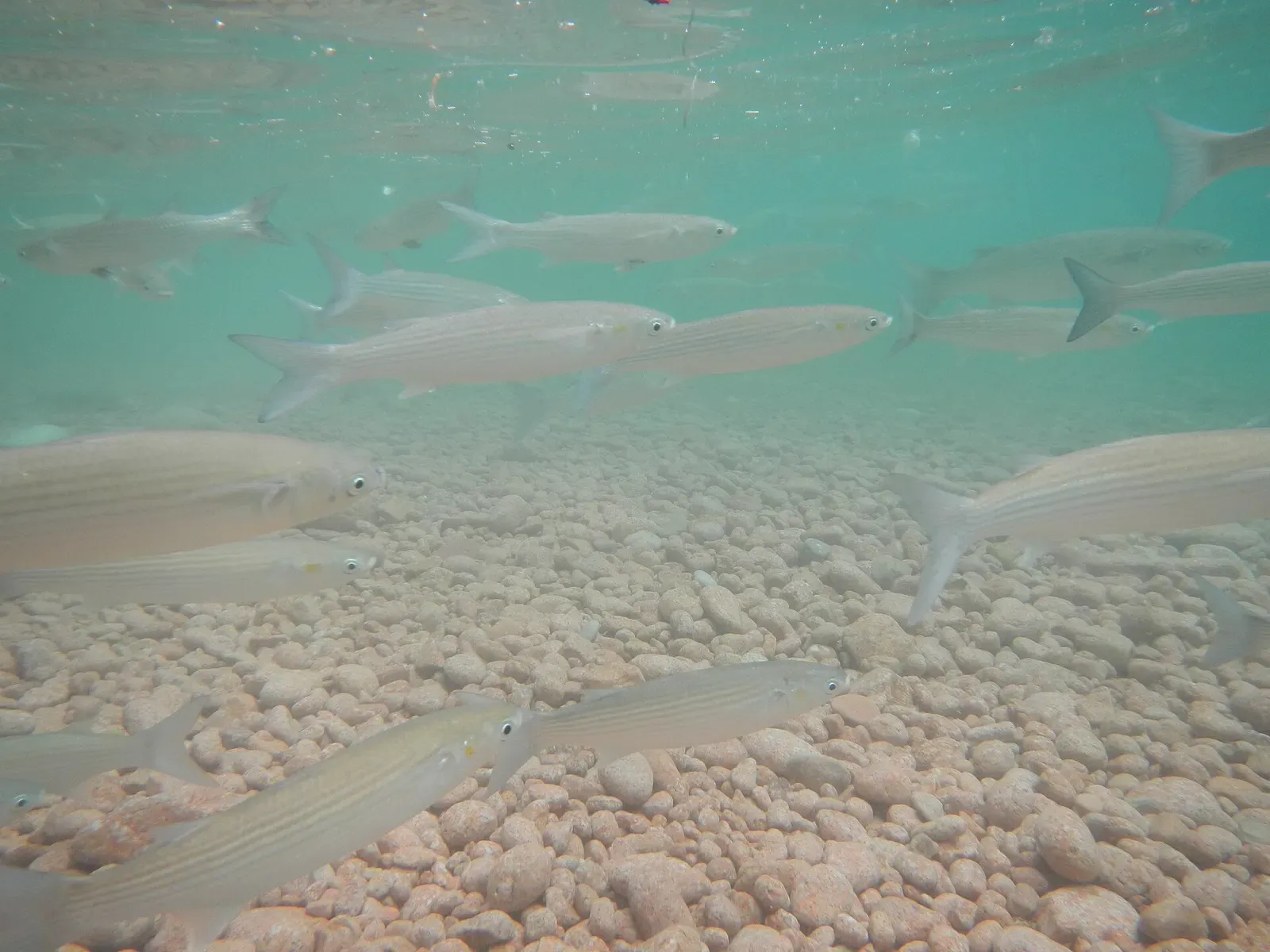 A school of silvery fish swims over a seabed of pink granite pebbles at the Berlengas
