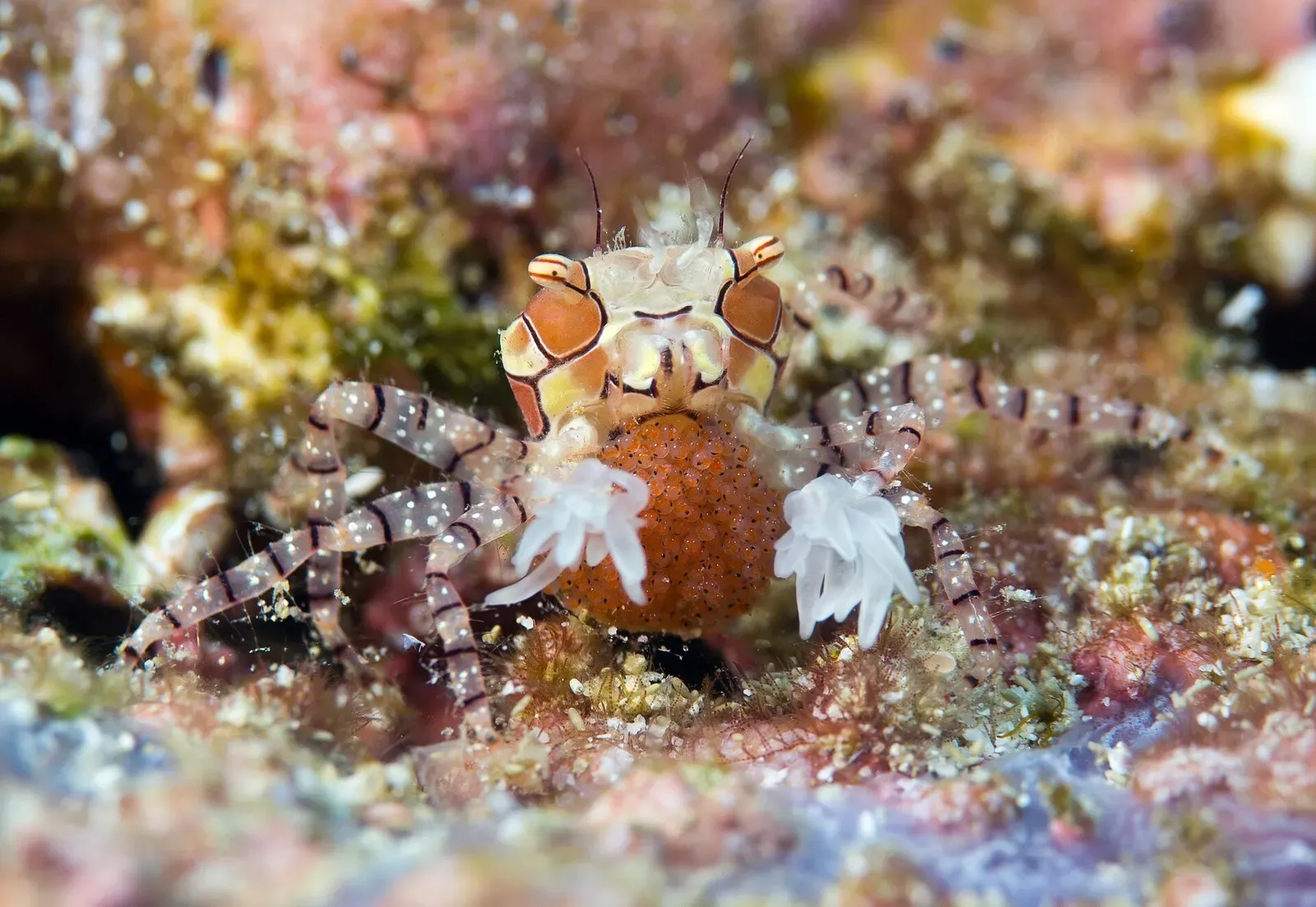Boxer crab holding pale sea anemones in its claws while carrying a cluster of orange eggs — Pulau Weh