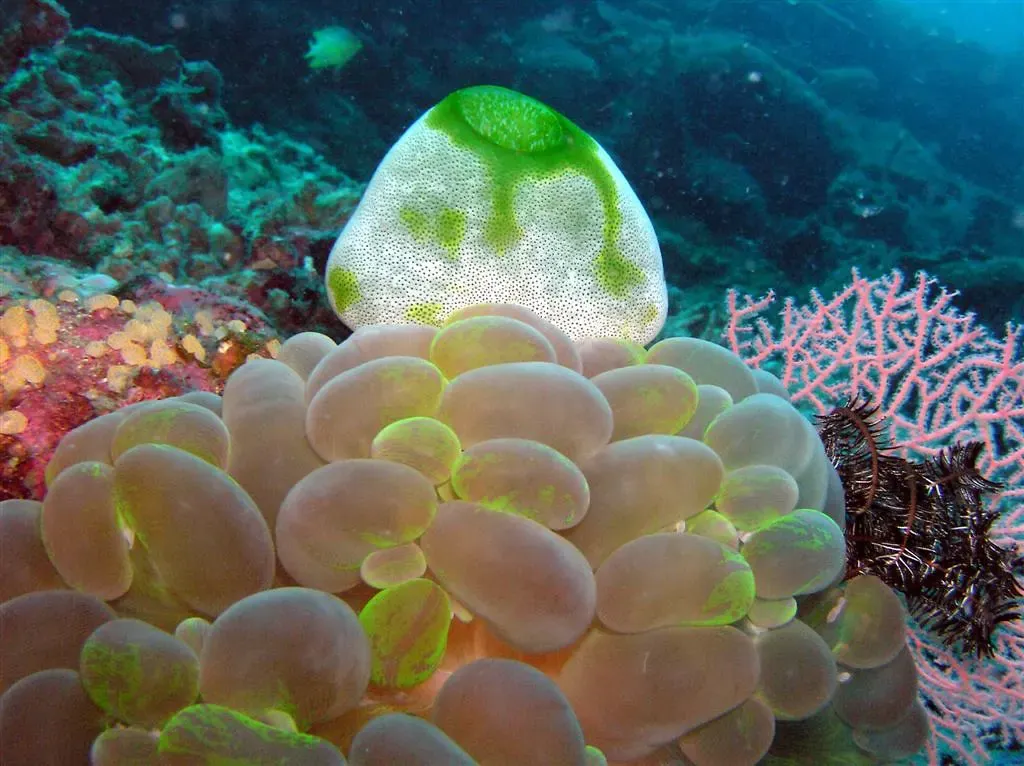 Bubble-tipped anemone tentacles crowd around a green sea squirt on the reef — Panglao